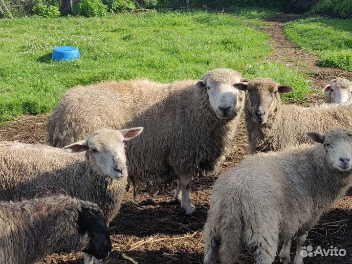 Продам овец