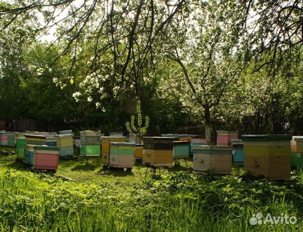 Мёд 24 года натуральный оптом