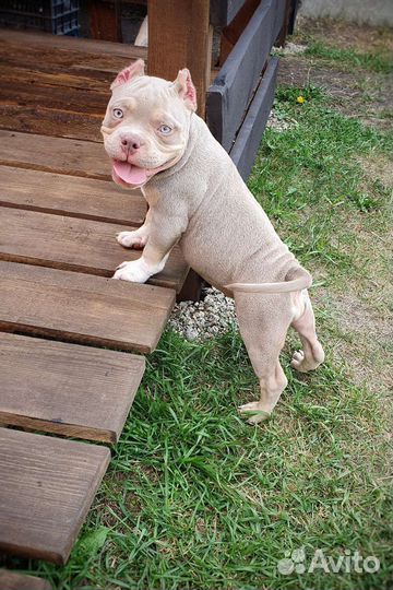 Американский булли лиловые и голубые