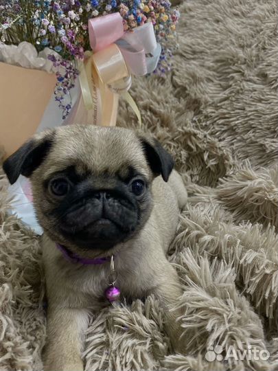 Щенки мопса