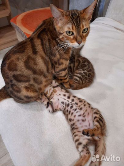 Бенгальские котята