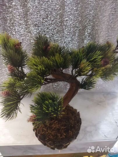 Бонсай для интерьера