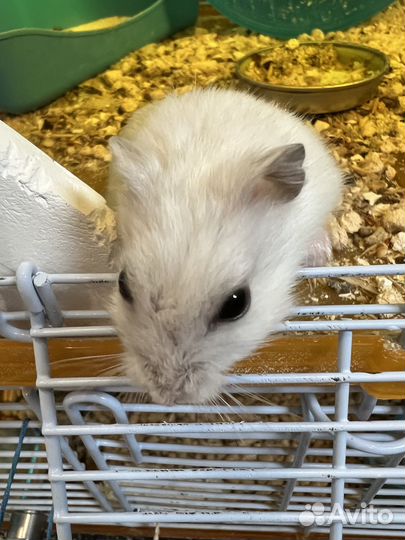 Джунгарский хомяк с клеткой бесплатно