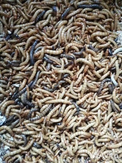 Живой корм для рептилий,пауков,птенцов