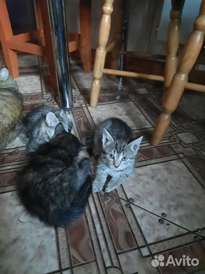 Котята в дар бесплатно