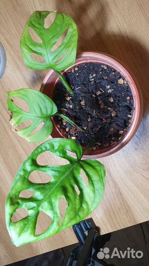 Монстера манки маск