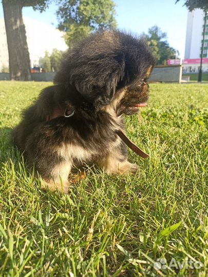 Пекинес 4 мес,девочка,вет.паспорт