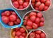 Семена помидоры Сызранская розовая крупная