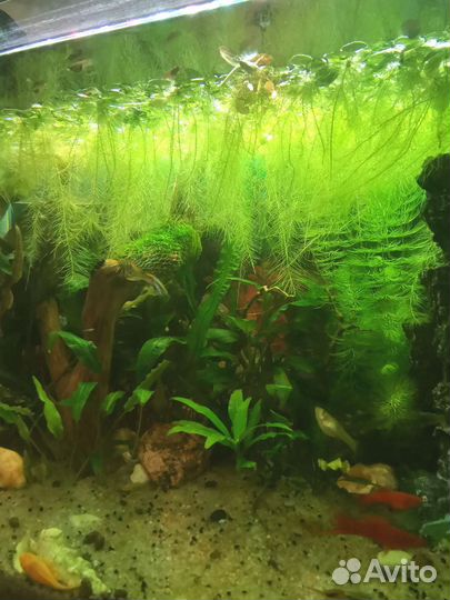 Пистия / Гуппи / Рыбки / креветки Вишня