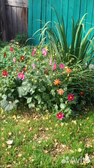 Садовые многолетники-ирисы желтые