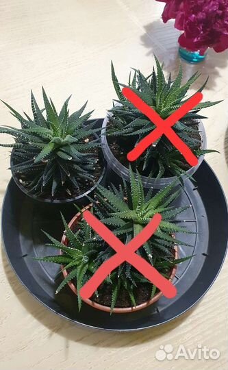 Хавортия, Сансевиерия трёхполосная