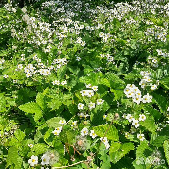Саженцы земляники