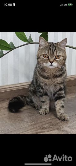 Найдена кошка