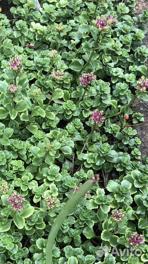 Почвопокровные-Хауттюния,мелколепестник,очитки