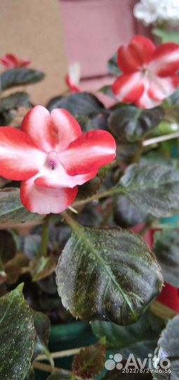 Бальзамин махровый