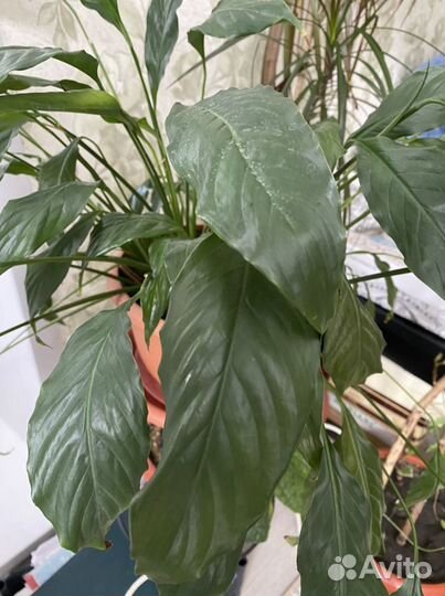 Спатифиллум