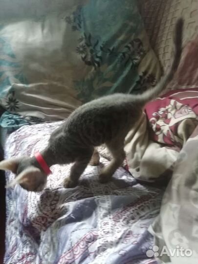 Котенок сфинкс