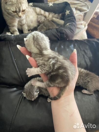 Котята отдам бесплатно