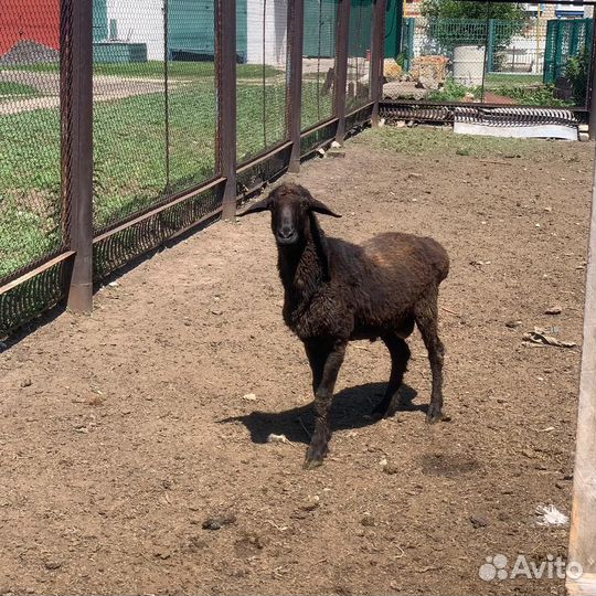 Эдельбаевский баран