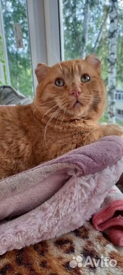 Огромный чудо кот