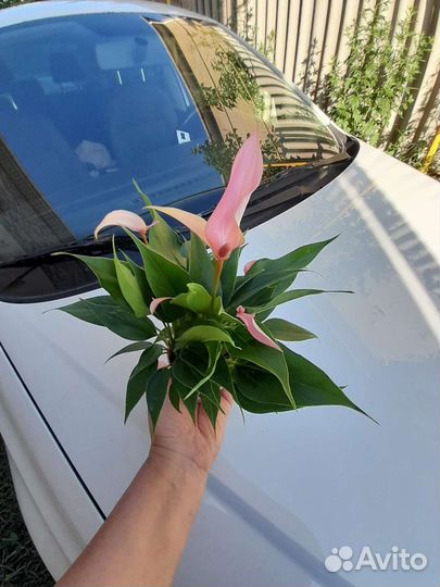 Антуриум Лилли