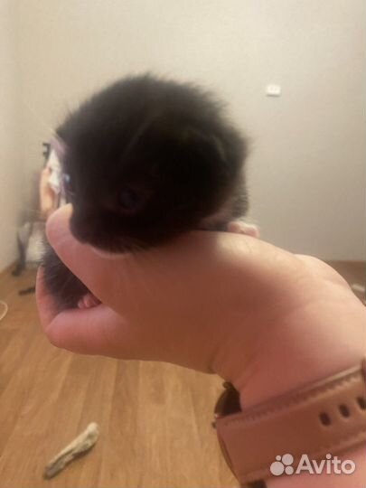 Отдам даром бесплатно котят