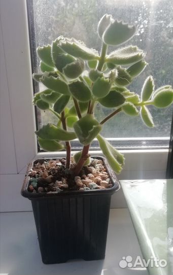 Суккуленты