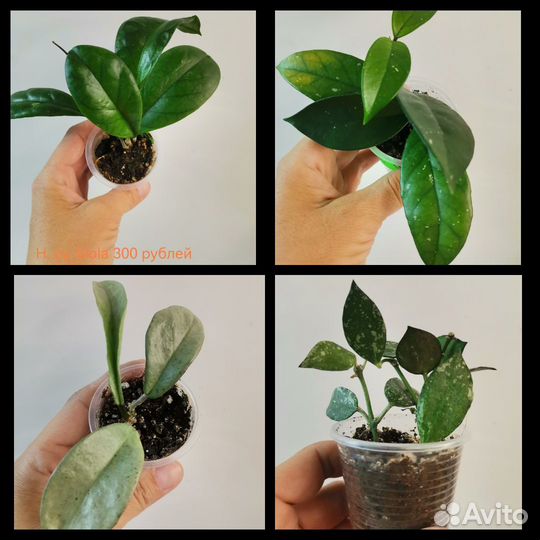 Хойя, разные виды