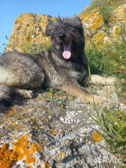 Чара (5м.) в заботливые руки