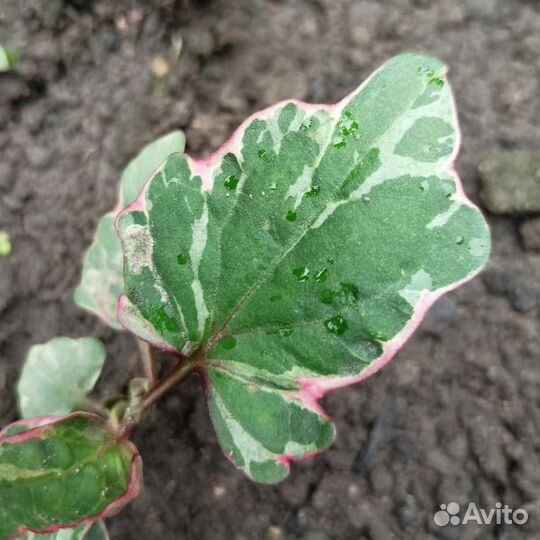 Сангвисорба, хауттюния. Редкие цветы для сада