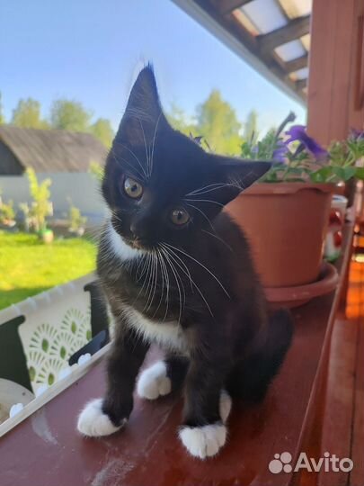 Кошка