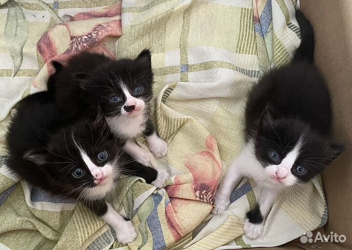 Пушистые котята в добрые руки