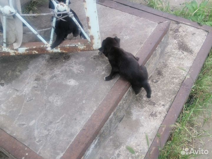 Отдам бесплатно щенки