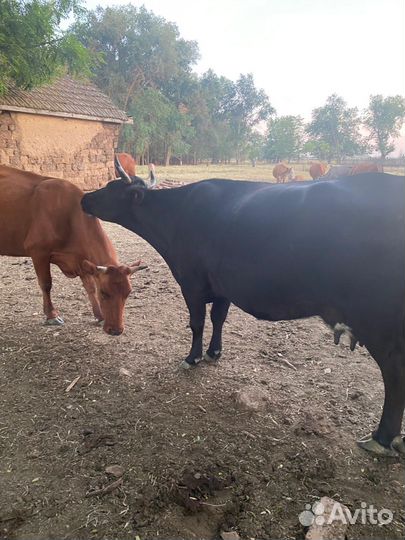 Коровы и телки бычки телята