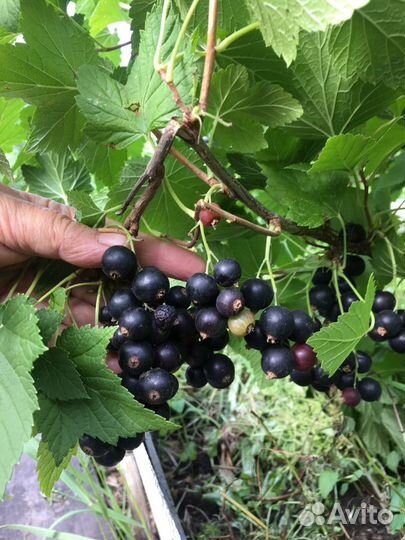 Саженец сортовой смородины