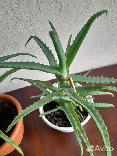 Алое лечебный