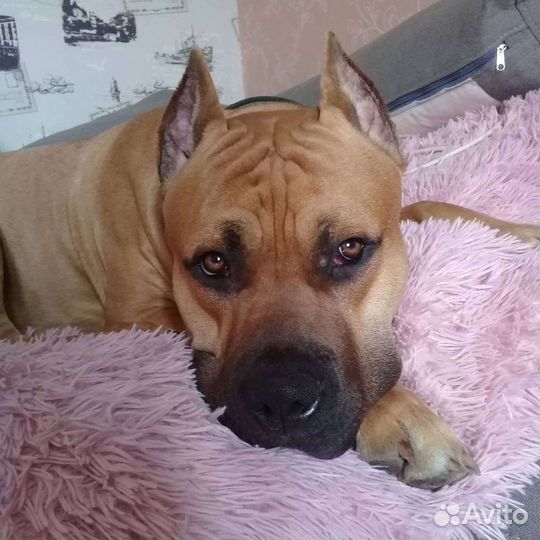 Стаффордширский терьер. Вязка