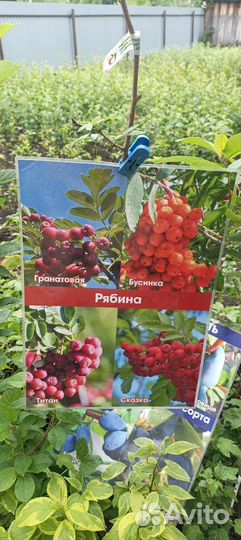 Рябина