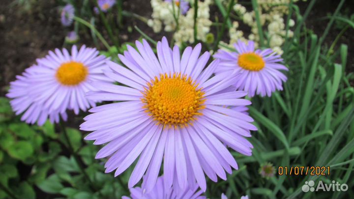 Астра альпийская (сорт)