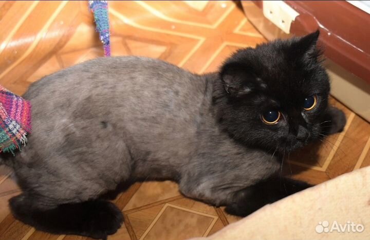 Черная кошечка в добрые руки
