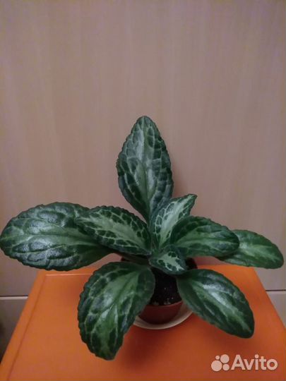 Комнатные растения