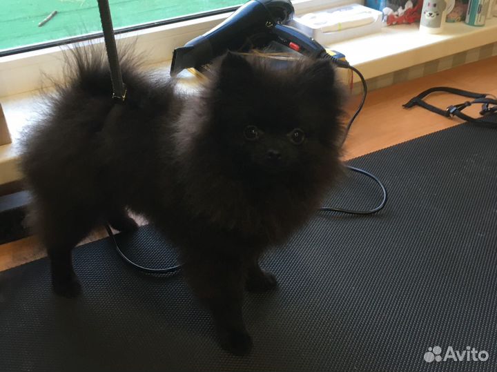 Грумер стрижка собак