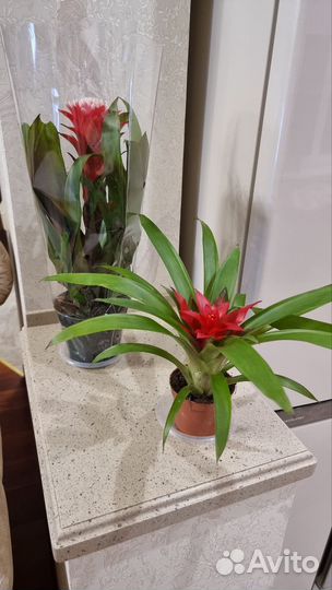 Гузмания темпо 9/30, Гузмания Хоп 13