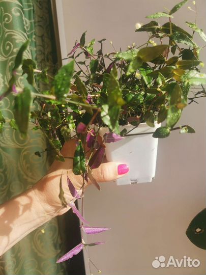 Каллизия Традесканция micro