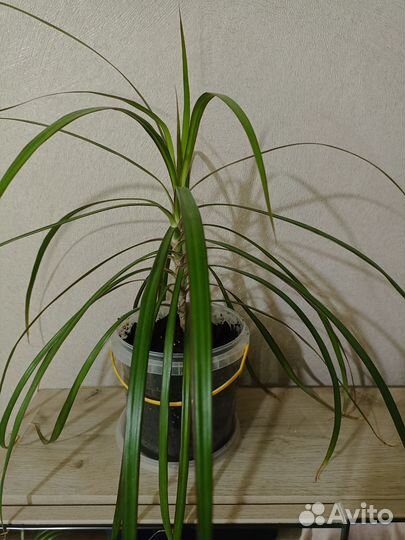 Пальма драцена