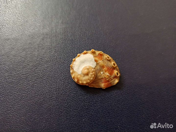 Морская раковина