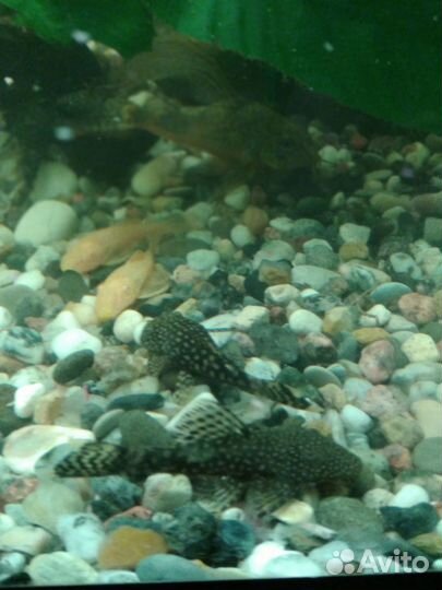 Аквариумные рыбки сомики в добрые руки