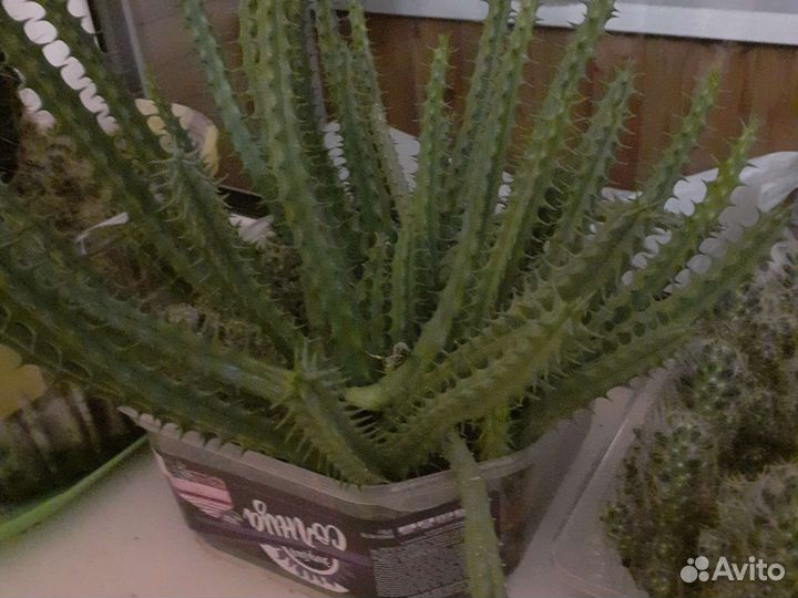 Соккуленты