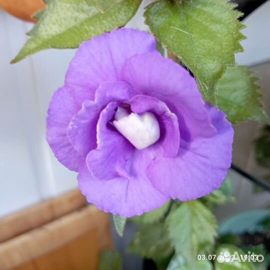 Колерии,ахименесы,оксалис