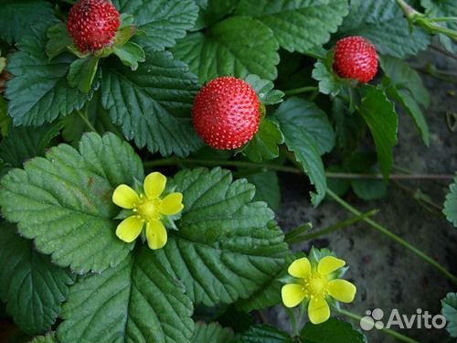 Саженцы деревьев